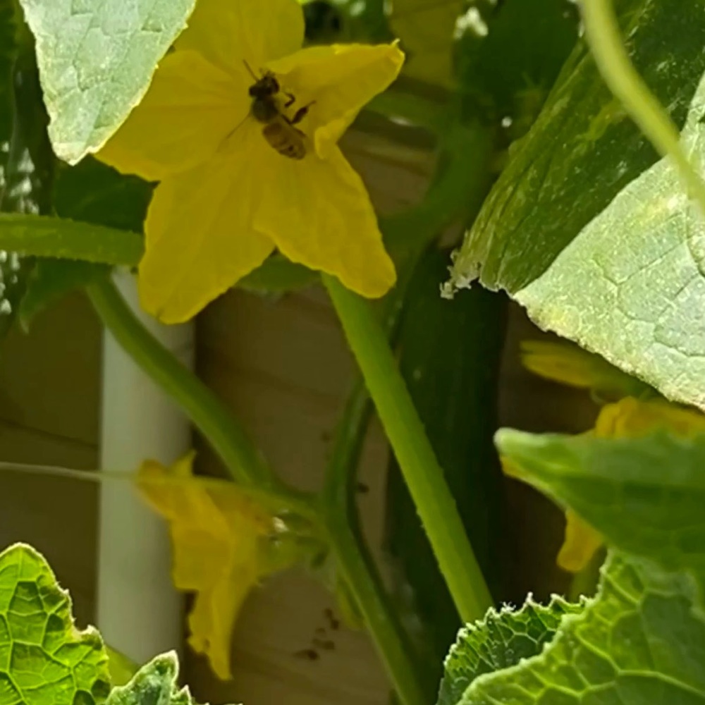 Meet your Posher, Dawn